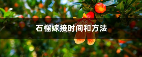 石榴嫁接的时间和方法