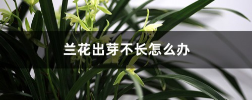 兰花出芽不长怎么办，怎样才能发壮芽？