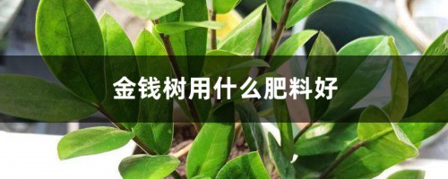 金钱树用什么肥料好