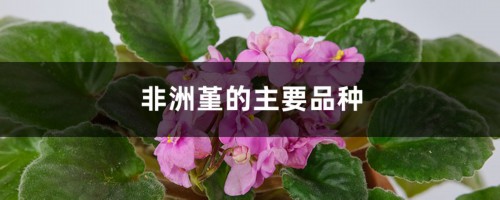 非洲堇的主要品种