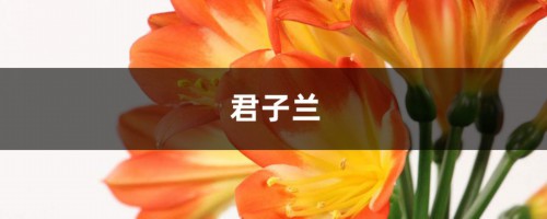 君子兰铁线莲…这么贵你还买？随手掰一下，立马1盆变10盆！