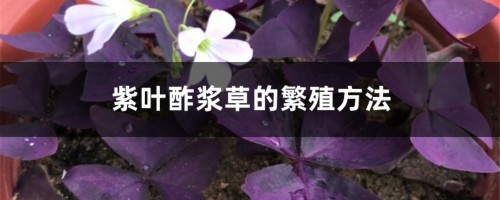 紫叶酢浆草的繁殖方法