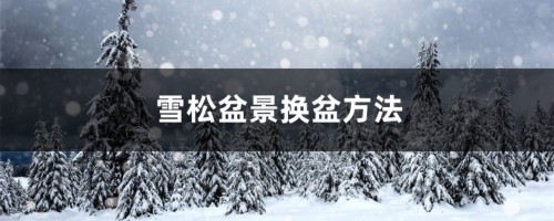 雪松盆景换盆方法