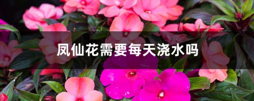 凤仙花需要每天浇水吗