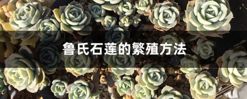 鲁氏石莲的繁殖方法