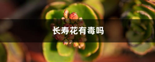 长寿花有毒吗